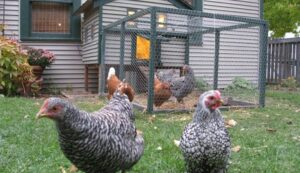 Backyard Chickens
