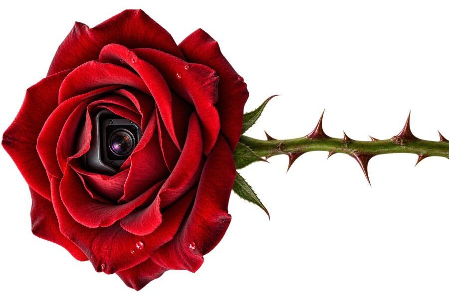 Stemmed Rose w/ hidden camera